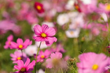 Pembe kozmos çiçekleri