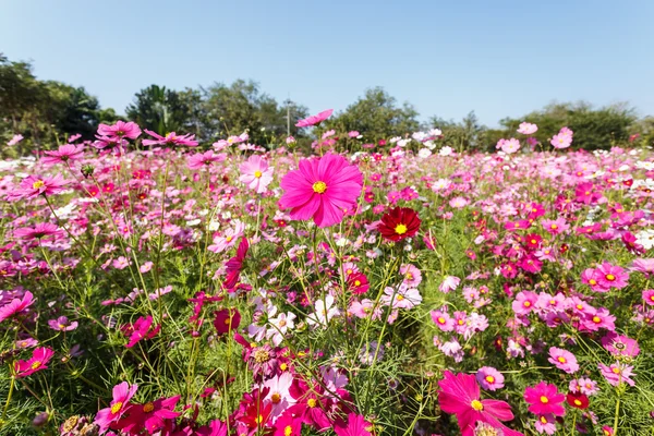 Roze kosmos bloemen — Stockfoto