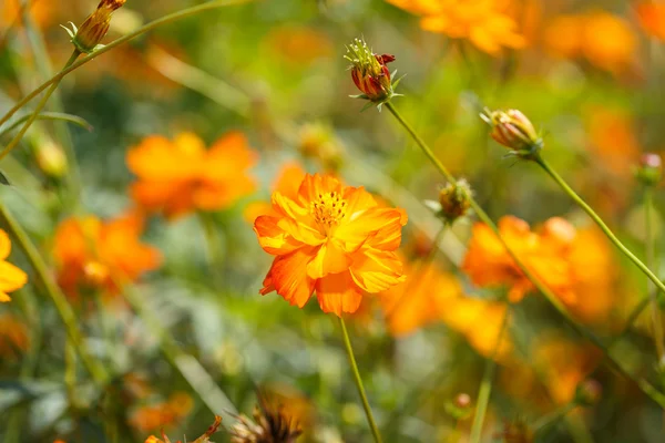 Orange kosmos blommor — Stockfoto