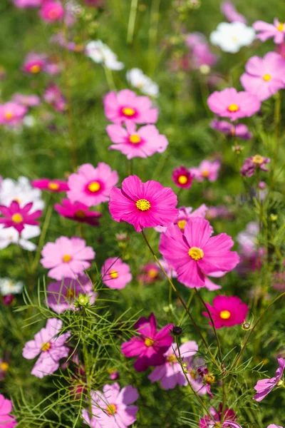 Pink Cosmos flowers — Stock Photo, Image