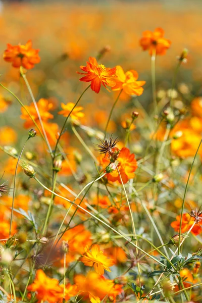 Orange Cosmos flowers — Stock Photo, Image