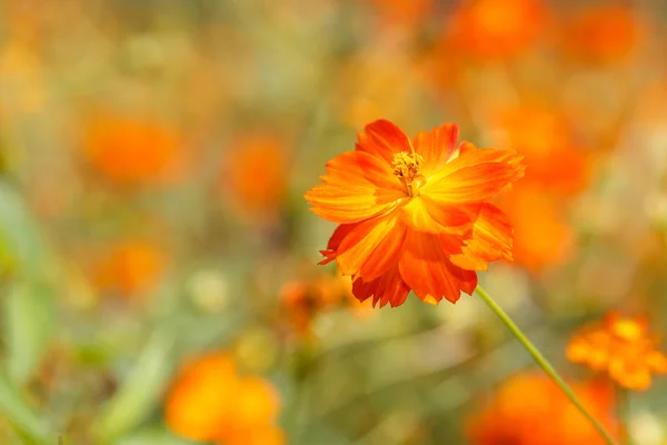 Orange kosmos blommor — Stockfoto