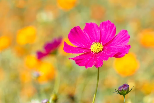Pink Cosmos flower — Stock Photo, Image