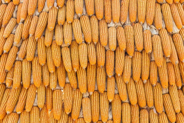 Gelb getrockneter Mais — Stockfoto