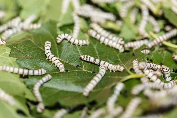 Silk worms eating leaves — Stock Photo, Image