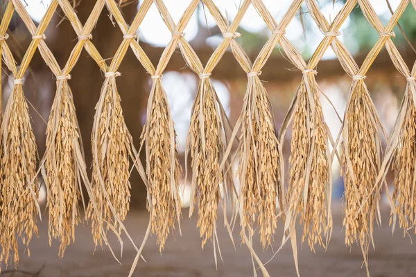 Το ρύζι Paddy καφέ — Φωτογραφία Αρχείου