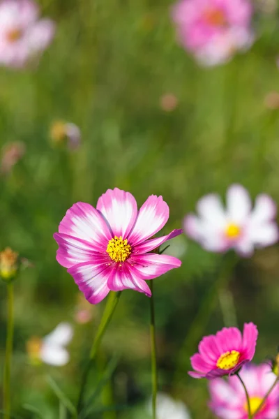 Cosmos flowers in field — Stock Photo, Image