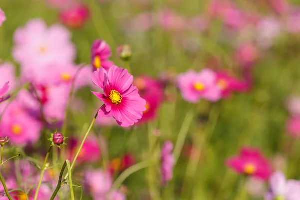 Pink Cosmos flowers — Stock Photo, Image