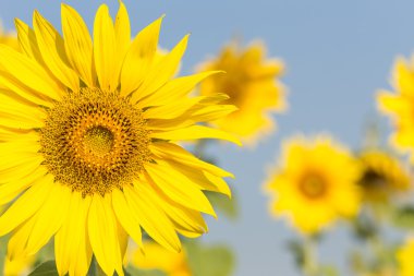 Tayland 'daki ayçiçeği tarlası