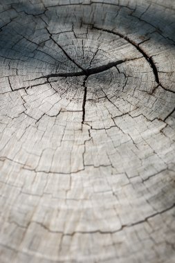 ağaç kütüğünün dokusu