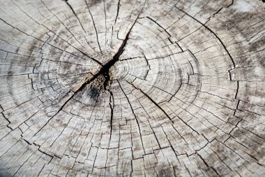 ağaç kütüğünün dokusu