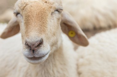 Sevimli koyun çiftliğinde