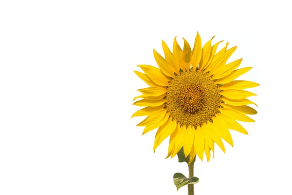 Schöne gelbe Sonnenblume — Stockfoto