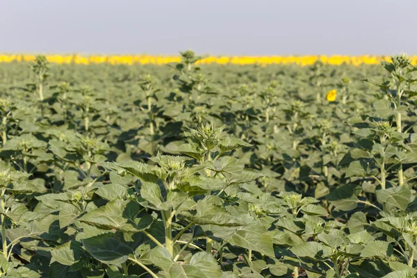 Campo di girasole in Thailandia — Foto Stock