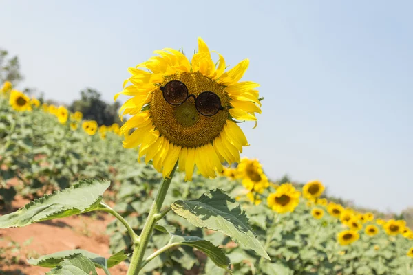 Olej słonecznikowy z okulary na pole — Zdjęcie stockowe