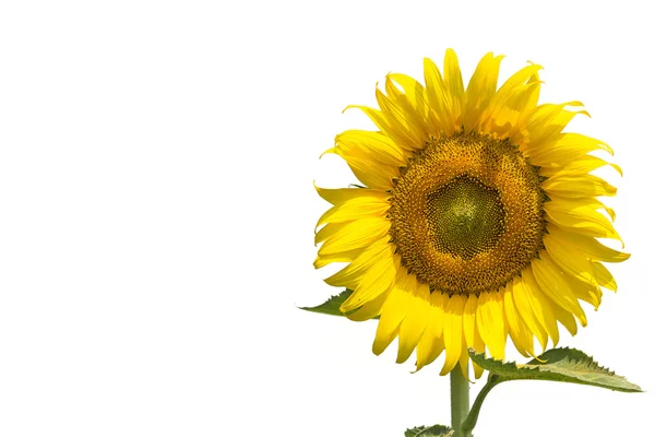 Beautiful yellow Sunflower — Stock Photo, Image