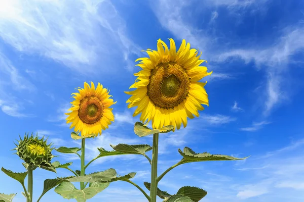 Żółte słoneczniki na niebo — Zdjęcie stockowe