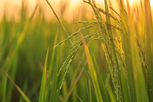 Champ de riz vert — Photo