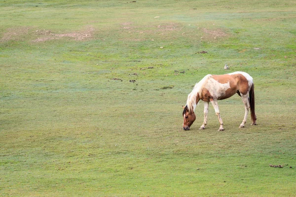 Brązowy koń na pole — Zdjęcie stockowe
