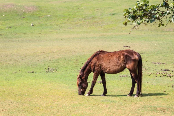 Braunes Pferd auf dem Feld — Stockfoto