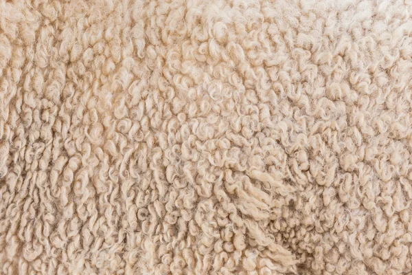 Lã cinzenta ovelhas — Fotografia de Stock