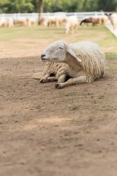 Cute Sheep in farm — Stock Photo, Image