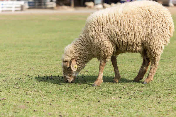 Cute Sheep in farm — Stock Photo, Image