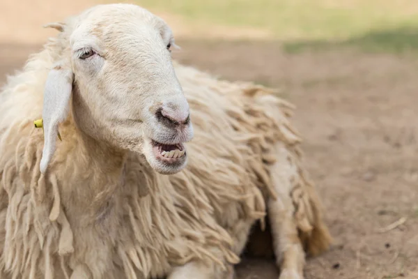 ファームのかわいい羊 — ストック写真