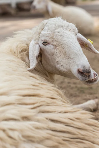 Cute Sheep in farm — Stock Photo, Image