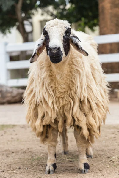 Cute Sheep in farm — Stock Photo, Image