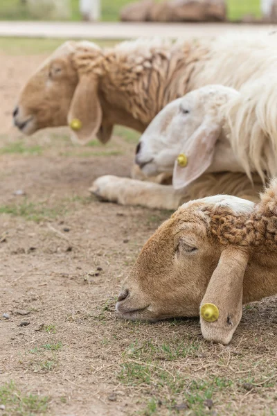 Cute Sheep in farm — Stock Photo, Image