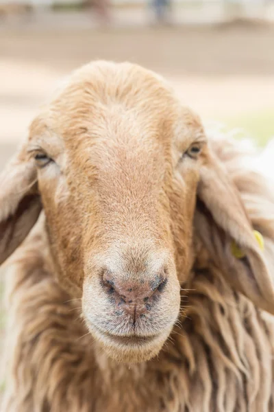 Cute Sheep in farm — Stock Photo, Image