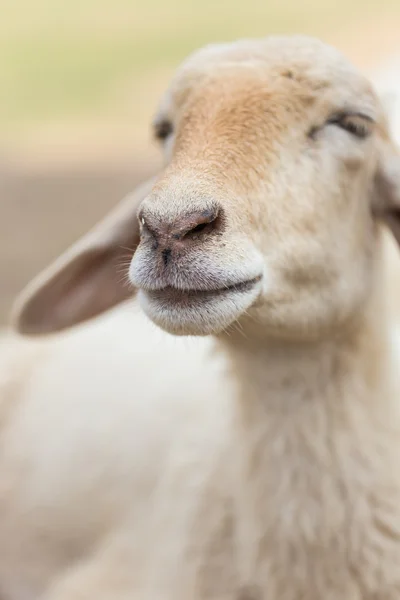 Cute owiec w gospodarstwie — Zdjęcie stockowe