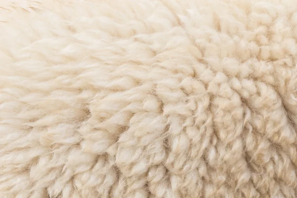 Lã cinzenta ovelhas — Fotografia de Stock