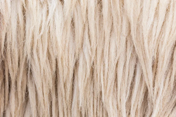 Grey wełny owiec — Zdjęcie stockowe
