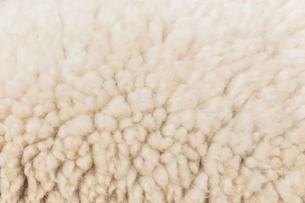 Grey wełny owiec — Zdjęcie stockowe