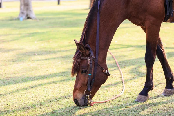 Cavallo marrone sul campo — Foto Stock