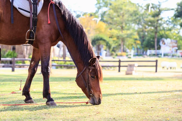 Cavalo marrom no campo — Fotografia de Stock