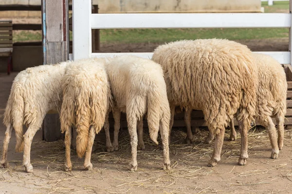 可爱的绵羊在农场 — 图库照片