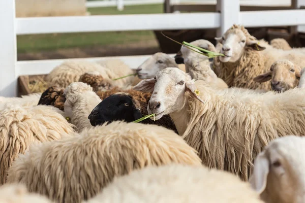 可爱的绵羊在农场 — 图库照片