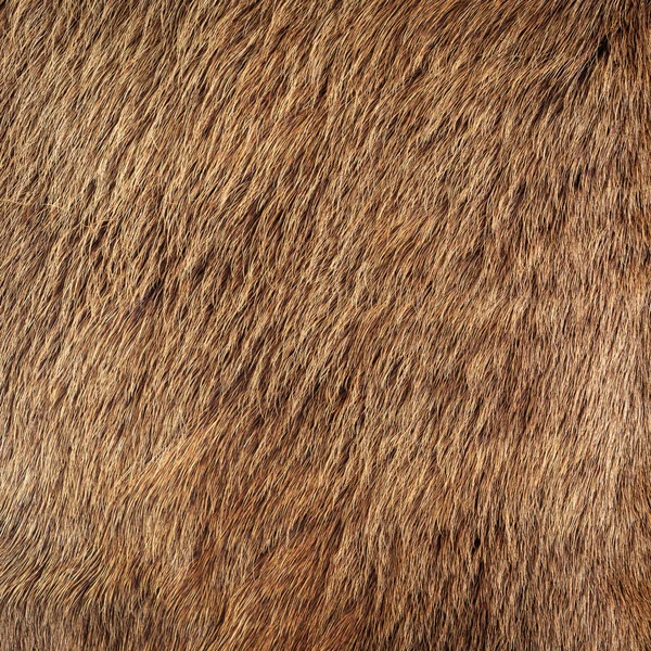 Barna ló szőr — Stock Fotó