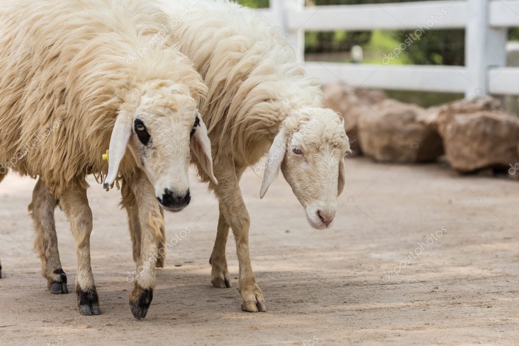 ファームのかわいい羊 ストック写真 C Phanuwatnandee 63372065
