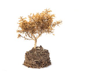 Güzel kurutulmuş bitki