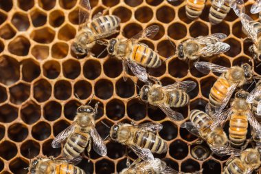Honeycells üzerinde vahşi arılar
