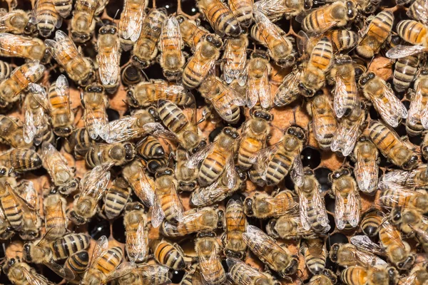在 honeycells 上的野生蜜蜂 — 图库照片