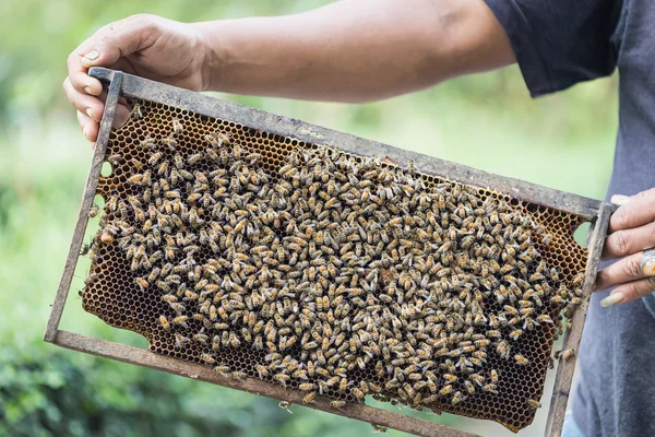 Händer som håller honeycomb — Stockfoto