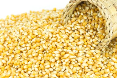Sarı tahıl Mısır