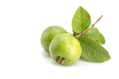 Yerel Tay yeşil guava