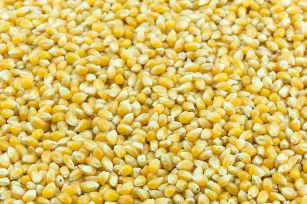 Maíz de grano amarillo —  Fotos de Stock