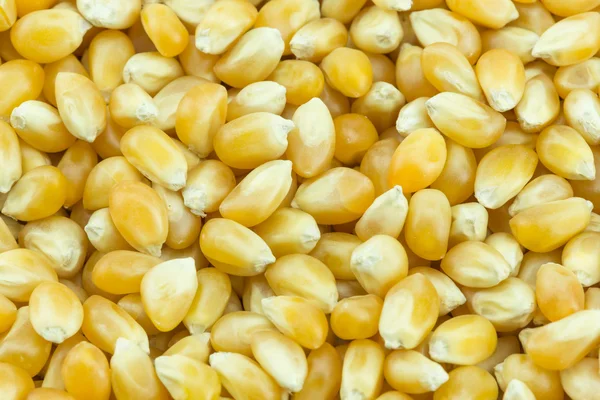 Milhos de grãos amarelos — Fotografia de Stock
